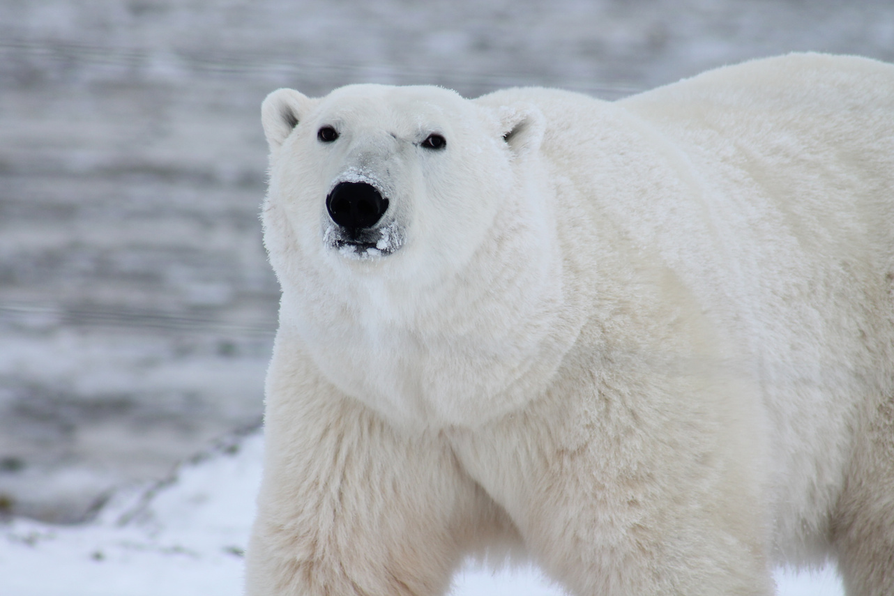 Polar Bear in the Arctic